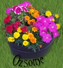 flowersright.jpg (18655 bytes)